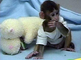 Благодаря новейшему методу им удалось создать десятки клонированных эмбрионов взрослых обезьян