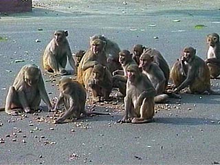 В Дели действует банда обезьян: более двадцати пострадавших