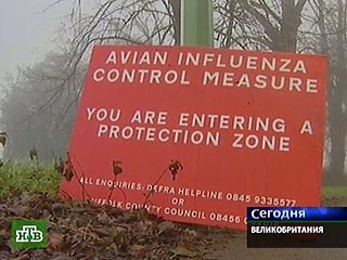 Обнаруженный в Англии птичий грипп отказался смертельным для человека