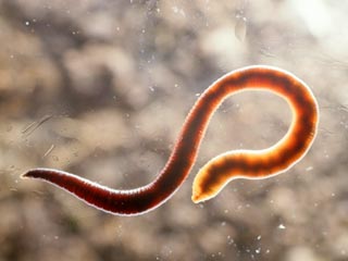 Исследование: антидепрессанты внушают червякам, что они на диете, и это приводит к продолжению жизни