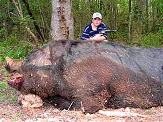 Рост популяция диких свиней в США вышел из-под контроля. Кабаны угрожают флоре и фауне на всей территории США и наносят пашням и частным постройкам ущерб в миллиарды долларов