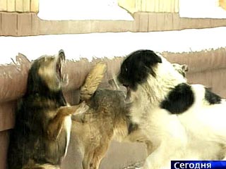 В городе Кстово Нижегородской области стая бездомных собак напала на девушку и загрызла ее насмерть