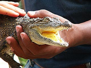 Крокодил по кличке Годзилла, полгода назад сбежавший из цирка и все это время разыскиваемый МЧС, наконец пойман
