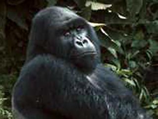 Личная жизнь доисторических родственников человека была устроена наподобие жизни современной гориллы, установили ученые