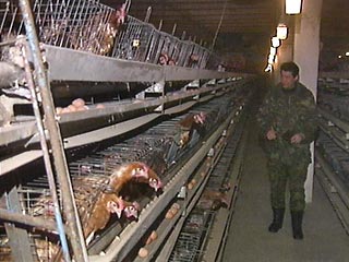 На птицефабрике в Ростовской области выявлен птичий грипп