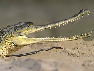В Индии 26 крокодилов умели от цирроза печени