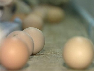 Накануне мусульманского праздника в Эмиратах куриные яйца продают по записи