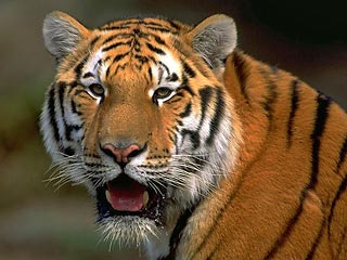 Тигр, сбежавший из клетки в зоопарке Лос-Анджелеса, во вторник смертельно ранил одного посетителя и нанес травмы еще двум, сообщила пожарная служба города