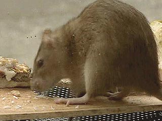 В канун Нового года Крысы грызуны Московского зоопарка станут ужином для хищников