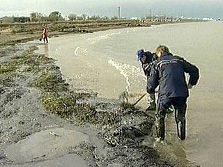 Более 20 км побережья в районе Тамани остаются загрязненными разлившимся во время шторма мазутом