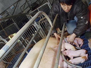 Свинья-героиня родилась в Китае в декабре 2006 года, после того, как ученые внедрили в эмбрион зеленый флуоресцентный протеин