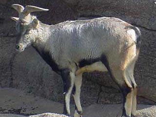 Отметим, биологически голубые бараны имеют черты, свойственные как горным козлам, так и баранам.