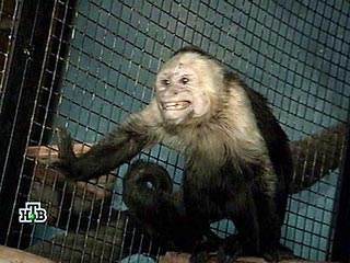 Из питомника НИИ в Краснодарском крае таинственно пропали шесть обезьян