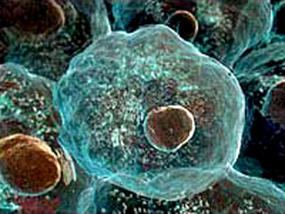 В Британии разрешены эксперименты с получеловеческими-полузвериными эмбрионами