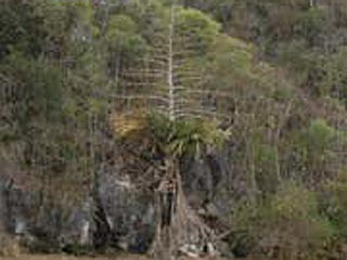 Найденную на Мадагаскаре пальму-самоубийцу ученые окрестили "разрывом мозга"