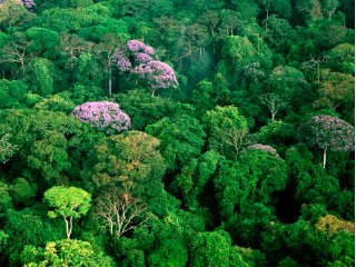 За незаконную вырубку амазонских лесов имущество виновных будут экспроприировать