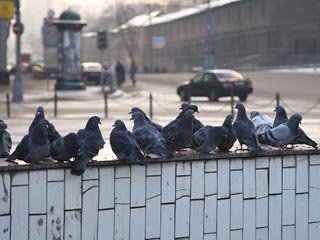 В конце прошлой недели в Москве был задержан гражданин Вьетнама, убивший сорок голубей. Молодой человек признался, что регулярно ловил птиц, чтобы затем съесть