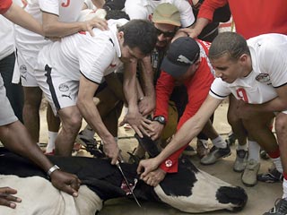 Египетские футболисты убили корову прямо на тренировке