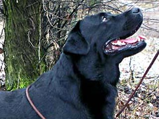 Племянница президентской собаки - лабрадора Кони - будет спасать людей в горах Северной Осетии