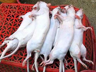 По китайскому календарю код Крысы начинается 7 февраля. Однако во Вьетнаме он, возможно, начался раньше: неожиданные изменения во вьетнамской "пищевой цепочке" и рационе питания породили бум крысоедения