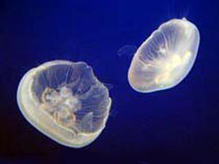 Ученые обнаружили в Рыбинском водохранилище медуз
