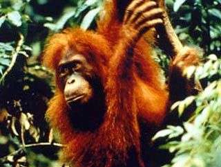 Сингапур скорбит: в зоопарке умерла мировая знаменитость, 50-летняя орангутаниха