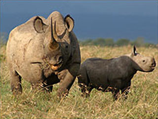 Носорога в Кении назвали в честь бывшего генсека ООН