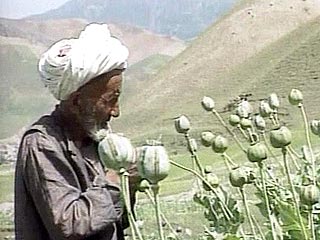 Афганистан в 2007 году заработал на опиуме около миллиарда долларов