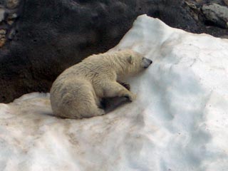 Посетители Московского зоопарка в марте смогут увидеть белых медвежат