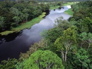 Масштабная операция по предотвращению вырубки лесов Амазонии начинается в Бразилии