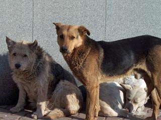 Проблема бродячих собак в Румынии является одной из самых важных