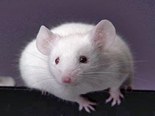 Федеральная служба охраны через интернет закупает белых мышей на полмиллиона рублей
