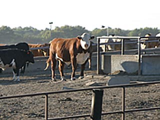 Коровий навоз не столько "зеленая" энергия, сколько коричневая мощность: владельцы одной калифорнийской молочной фермы заявили в среду, что нашли новый способ выработки электроэнергии для домохозяйств