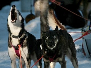 Американец Лэнс Мэйки одержал вторую подряд победу на самых престижных в мире гонках на собачьих упряжках "Айдитарод" на Аляске