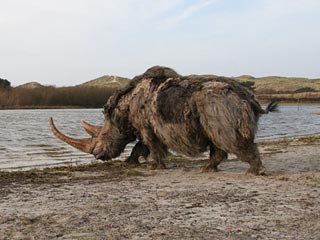 В Якутии вышли на след банды, похитившей тушу доисторического носорога