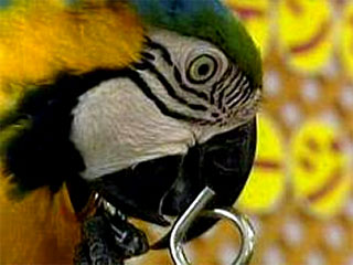 Шестилетняя самка попугая ара по кличке "Десятка", живущая в токийском ботаническом саду, с легкостью решает головоломку из двух переплетенных цепочек, намного опережая в этом занятии человека