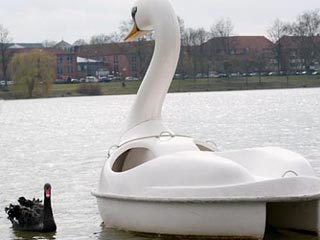В немецком городе Мюнстер самку черного лебедя по имени Петра вернули к ее возлюбленному: огромному катамарану в форме белого лебедя
