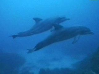 Ученые выяснили: дельфинам больно быстро плавать из-за воздушных пузырьков вокруг хвоста