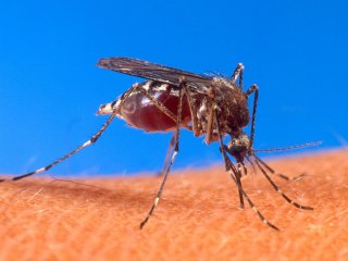 Бразильские военные подключилась к борьбе с эпидемией лихорадки денге в Рио-де-Жанейро