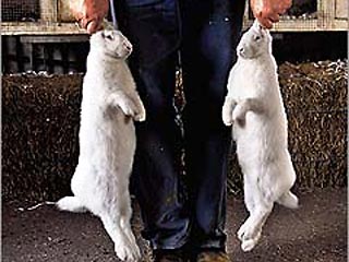 Суд французского города Аббевилль обязал охотника выплатить 3,5 тысячи евро компенсации двум фермерам за то, что он не убил достаточное число кроликов, наносящих ущерб фермерским владениям