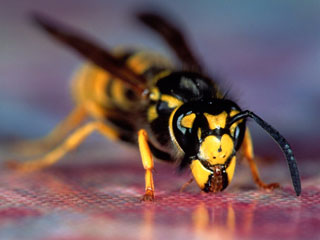 В Японии пчелы искусали марафонцев - 30 человек госпитализированы
