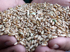 В связи с ростом цен на хлеб Казахстан до конца текущей недели может ввести экспортные пошлины или полностью запретить экспорт зерна