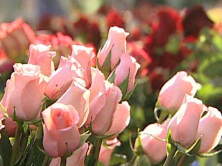 За кражу 20 роз и 15 лилий жителя Горно-Алтайска приговорили к 2 годам колонии строгого режима
