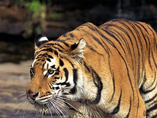 Жители Приморье опасаются амурского тигра, он ест домашних собак