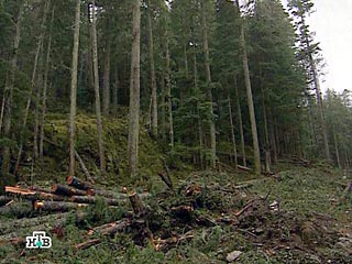 Для начала была остановлена практически бесконтрольная вырубка лесов вокруг города, а цену за законную вырубку подняли в 15 раз