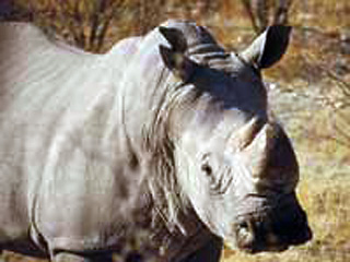 Технология клонирования будет использована в отчаянных попытках спасти одно из редчайших животных на Земле - северного белого носорога, который находится на грани вымирания