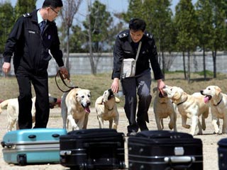В Южной Корее для таможни при помощи клеток лабрадора, которого сотрудники таможенной службы считали одной из своих самых успешных ищеек, ученые от трех суррогатных матерей получили семь щенков