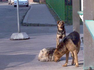 Черкесск следует примеру Москвы и выделяет деньги на борьбу с бездомными собаками