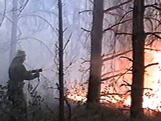 В три с лишним раза увеличилась за минувшие сутки площадь лесных пожаров в Республике Алтай