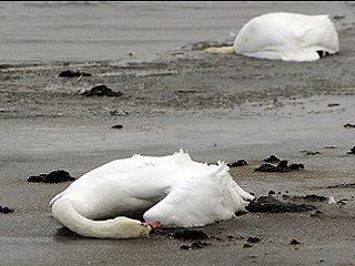 Японские власти объявили, что на севере страны обнаружены лебеди, погибшие от смертельно опасной для человека разновидности вируса птичьего гриппа